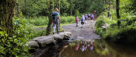 Group of pilgrims passing through a forest