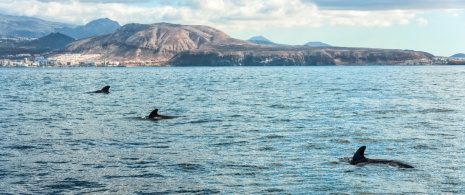 Avvistamento di globicefali o balene pilota a Tenerife, isole Canarie