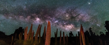 La Via Lattea sopra il tajinaste nelle isole Canarie