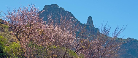Цветущие вишневые деревья в Техеде. Гран-Канария