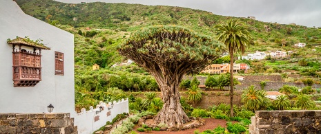 Icod de los Vinos, Tenerife