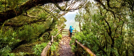 Parque Nacional de Garajonay en La Gomera