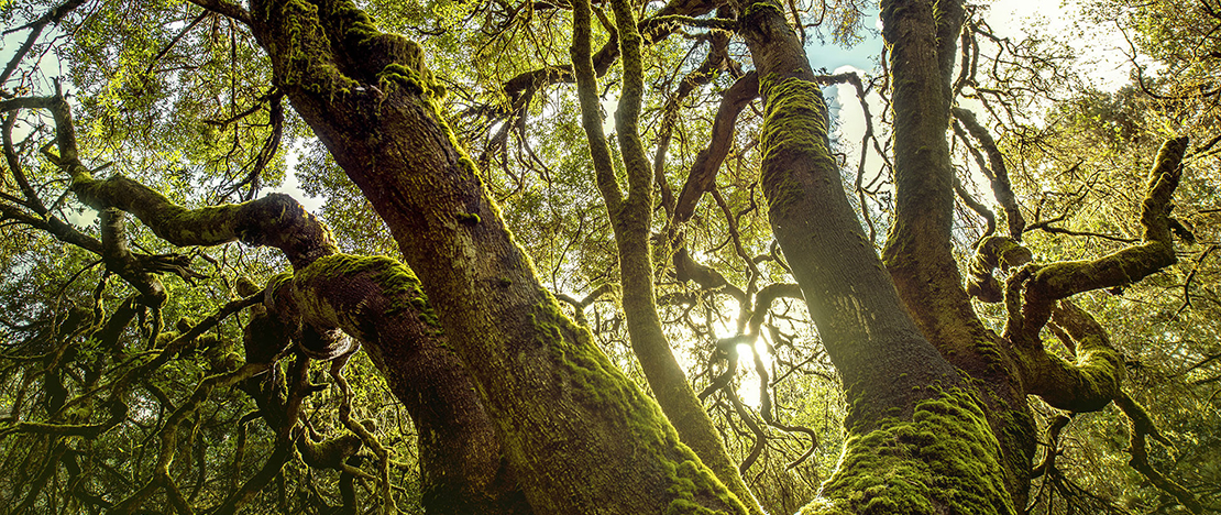 Garajonay National Park, La Gomera Garajonay National Park, La Gomera