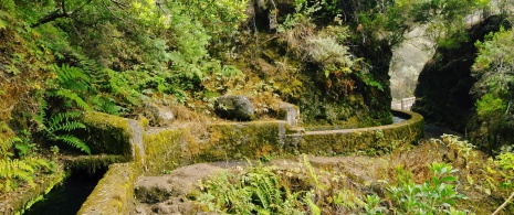カナリア諸島州ラ・パルマ島に伸びるマルコス・イ・コルデロの小道の細部