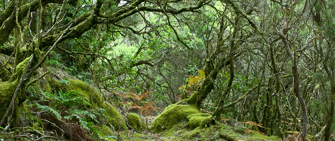 Parque Nacional de Garajonay, em La Gomera