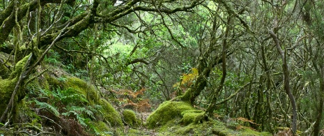 Parc national de Garajonay à La Gomera