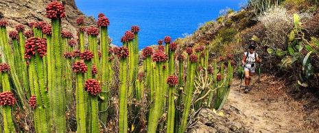 Senderista en Cardones de La Palma, Islas Canarias
