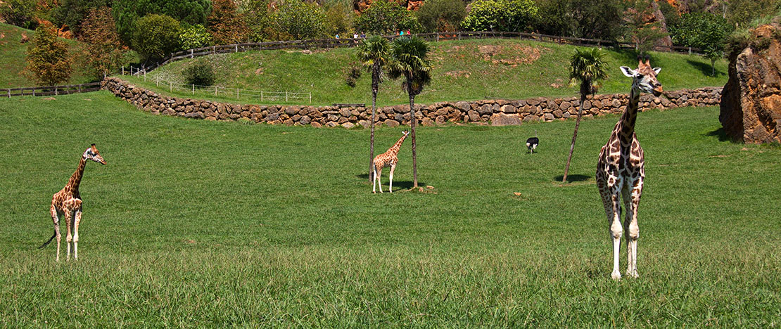 Giraffes in Cabárceno Natural Park Giraffes in Cabárceno Natural Park