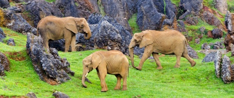 Éléphants dans le parc de la nature de Cabárceno en Cantabrie