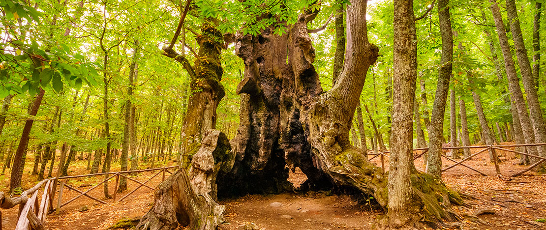 Châtaigneraie de El Tiemblo, province d'Ávila