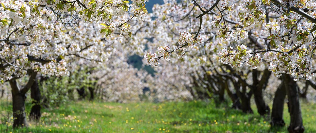 Floração das cerejeiras no Vale de Caderechas. Burgos