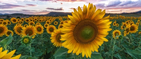 ひまわりの花々、ブルゴス