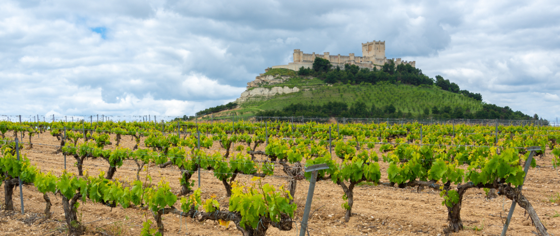 Viñedo con el Castillo de Penafiel en el fondo, Valladolid Viñedo con el Castillo de Penafiel en el fondo, Valladolid