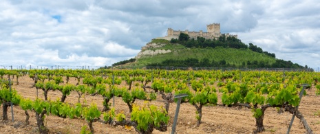 Un vignoble avec le château de Peñafiel en arrière-plan, province de Valladolid