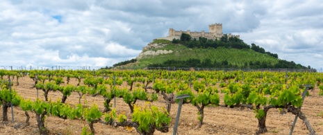 Weinberg mit der Burg von Penafiel im Hintergrund, Valladolid