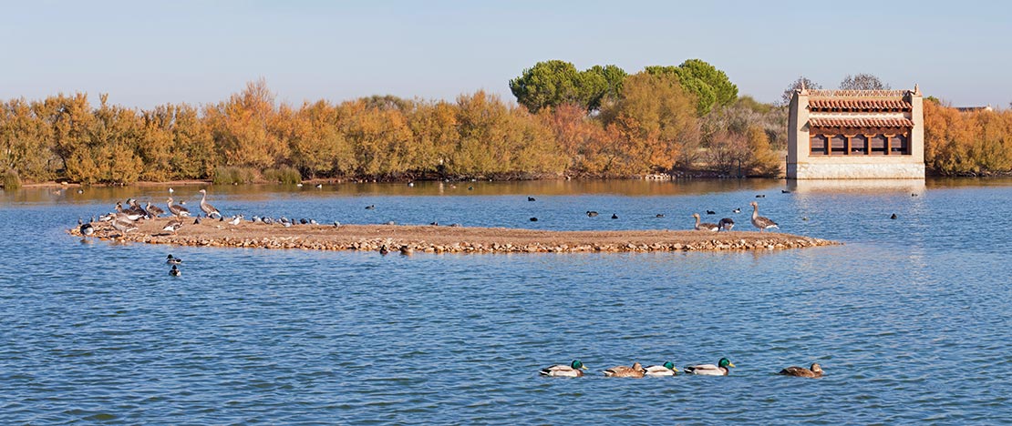 Rezerwat Ptaków w Las Lagunas de Villafáfila. Zamora Rezerwat Ptaków w Las Lagunas de Villafáfila. Zamora