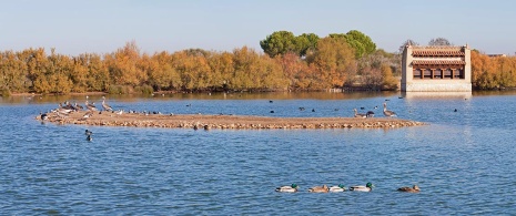 Bird reserve in the Lagunas de Villafáfila lakes. Zamora