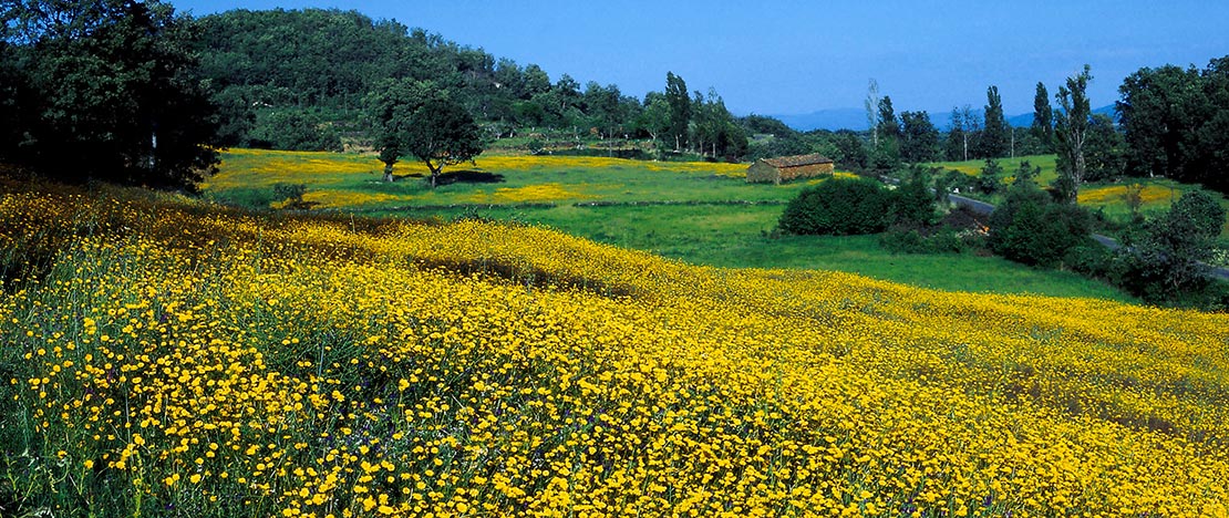 Piornos en Gredos