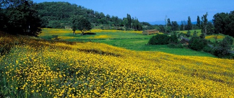 Żarnowce w Gredos