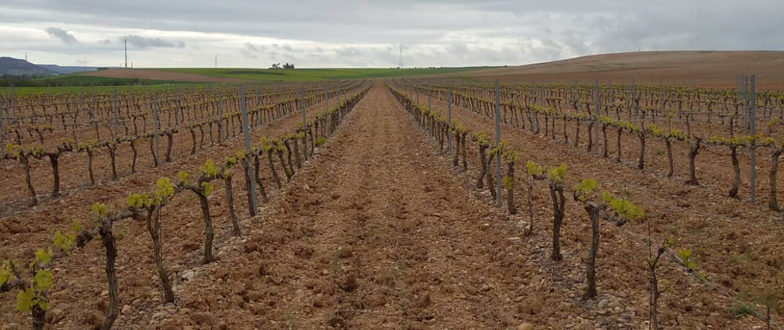 Viñedos de Bodega Valdesneros en Torquemada, Palencia Viñedos de Bodega Valdesneros en Torquemada, Palencia
