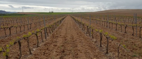 Vineyards of Bodega Valdesneros in Torquemada, Palencia
