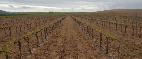 Rebflächen von Bodega Valdesneros in Torquemada, Palencia