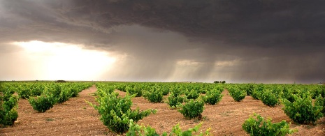 Vineyards in Zamora