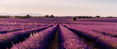 Champ de lavande dans la commune de Brihuega dans la province de Guadalajara, Castille-La Manche