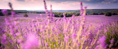 Campos de lavanda en Brihuega. Guadalajara