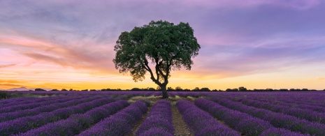 Campos de lavanda de Brihuega en Guadalajara, Castilla-La Mancha