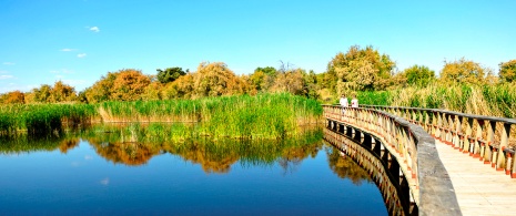 Parc national des Tablas de Daimiel dans la région de Castille-La Manche