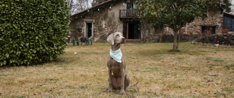 Cachorro no exterior de uma casa de campo pet friendly