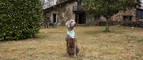 Perro en exterior de casa rural pet friendly