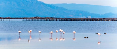 Flamingi w delcie rzeki Ebro, Katalonia