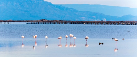 Flamencos en el Delta del Ebro, Cataluña