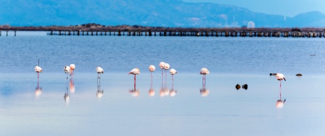 Eine Gruppe von Flamingos (Phoenicopterus) im Delta del Ebro, Tarragona