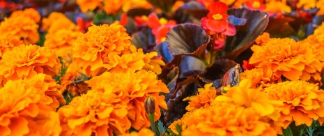  Цветы на фестивале «Темпс-де-флорс» в Жироне