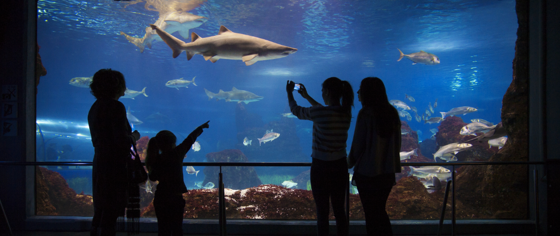 カタルーニャ州バルセロナ市のバルセロナ海洋水族館を訪れる観光客 カタルーニャ州バルセロナ市のバルセロナ海洋水族館を訪れる観光客