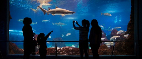 Tourists in the oceanarium at the Aquarium in Barcelona, Catalonia