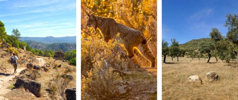 À gauche : un randonneur dans le parc naturel Sierra de Andújar, à Jaén / Au centre : un lynx ibérique / À droite : vue du parc naturel Sierra de Andújar, à Jaén