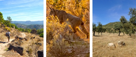 Esquerda: caminhante no Parque Natural da Serra de Andújar, em Jaén / Centro: detalhe do lince-ibérico / Direita: vista do Parque Natural da Serra de Andújar, em Jaén