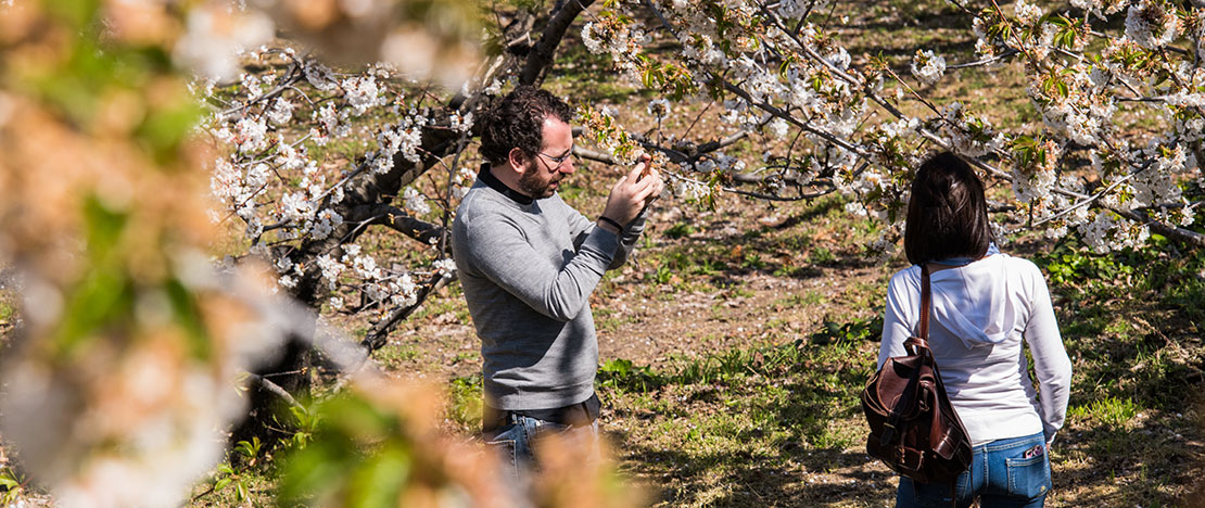 Coppia che scatta una foto tra i ciliegi in fiore nella Valle del Jerte, Estremadura Coppia che scatta una foto tra i ciliegi in fiore nella Valle del Jerte, Estremadura