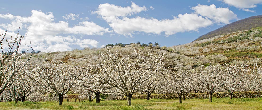 Cerejeiras no Vale do Jerte. Cáceres