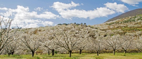 Czereśnie w Valle del Jerte Cáceres