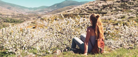 Turista contemplando los cerezos en flor en el Valle del Jerte, Extremadura