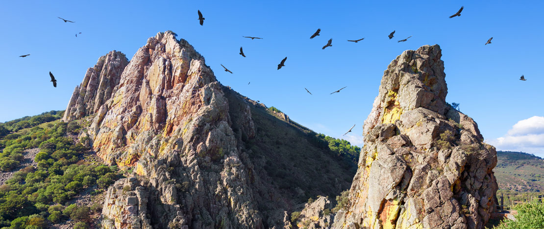 Birds flying over Monfragüe National Park