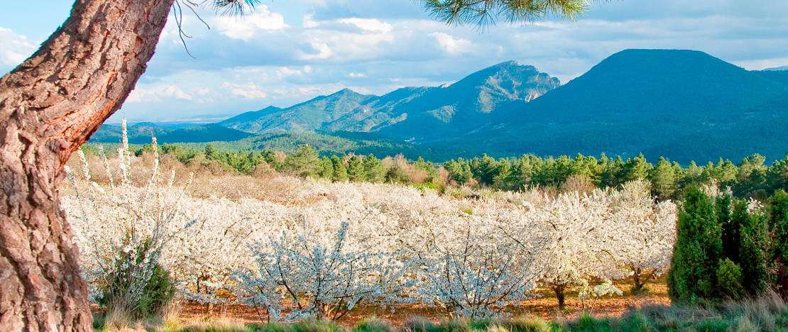 Vue des cerisiers en fleurs dans la vallée du Jerte à Cáceres, Estrémadure
