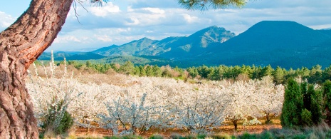 View of the cherry trees in bloom in the Jerte Valley in Cáceres, Extremadura
