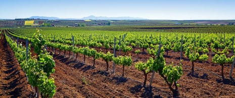 Виноградники на территории Рибера-дель-Гвадиана