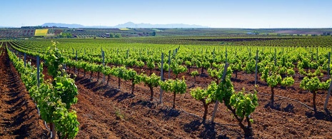 Vinhedos em Ribera del Guadiana